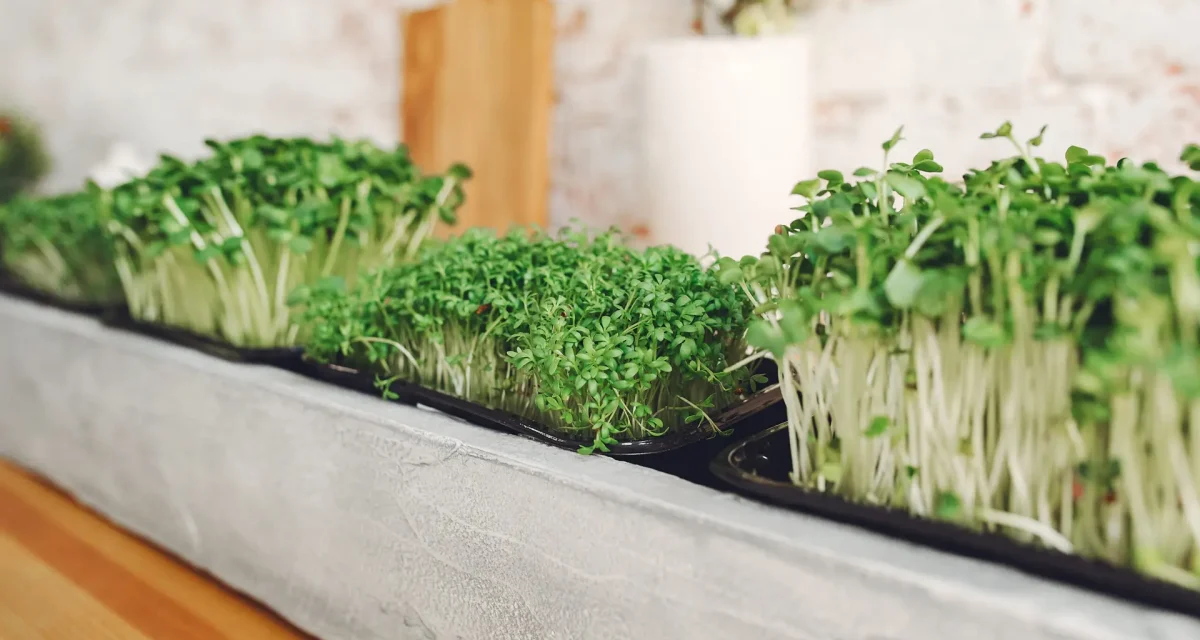 Growing microgreens on table background. Healthy eating concept. Fresh garden produce organically grown as a symbol of health. Microgreens closeup.